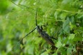 longicorne